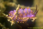Cuthona(Trinchesia) sibogae 02 7mm