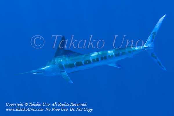 Striped Marlin 03tc Kajikia audax 1013