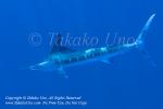 Striped Marlin 03tc Kajikia audax 1013