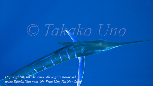 Striped Marlin 04tc Kajikia audax 1012