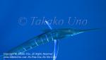 Striped Marlin 04tc Kajikia audax 1012