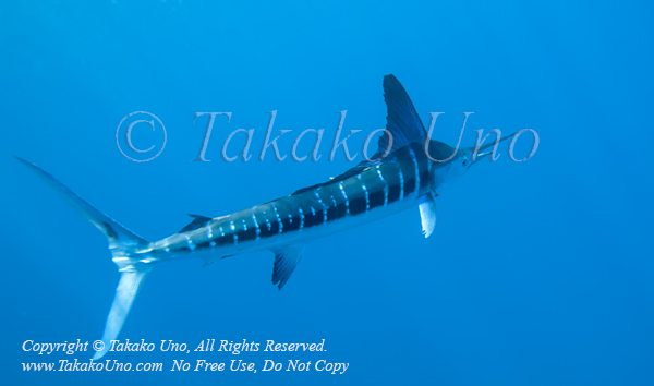 Striped Marlin 06tc Kajikia audax 1089