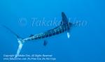 Striped Marlin 06tc Kajikia audax 1089