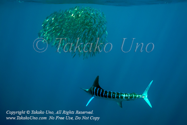 Striped Marlin 07tc Kajikia audax & Sardine 1491