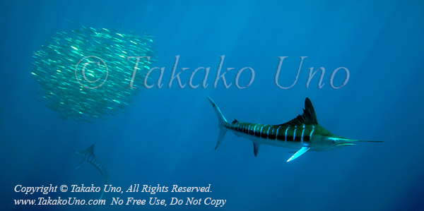 Striped Marlin 09tc2 Kajikia audax & Sardine 1503