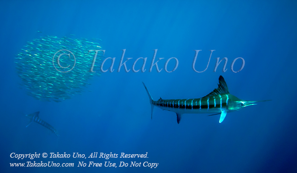 Striped Marlin 10tc2 Kajikia audax & Sardine 1504