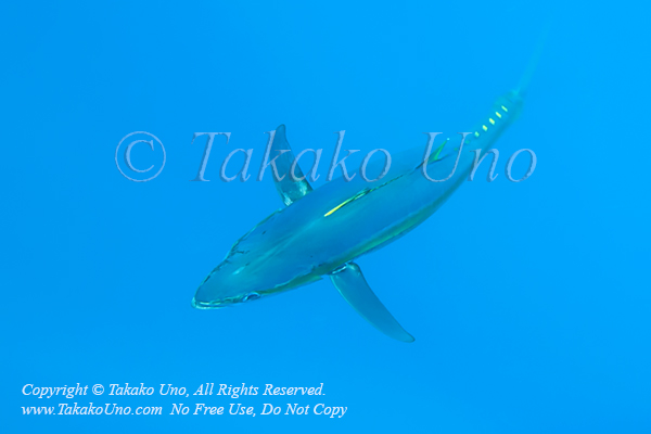 Tuna 02tc Yellowfin, Thunnus albacares 0937