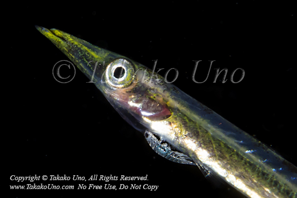 Barracuda 02tc juv w Parasite 2428 Komodo2019