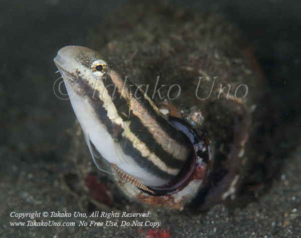 Blenny 01tc w Parasite 1063 Lembeh2009