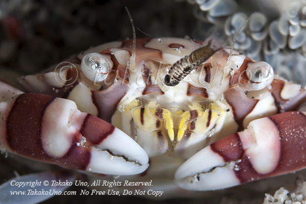 Crab 84tc Harlequin w Bug 6825 Komodo2009