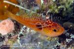 Goby 01tc Side-spot w Parasite 8885 Palau2016