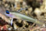 Goby 02tc Tiny's Dart w Parasite 4559 Cebu2014