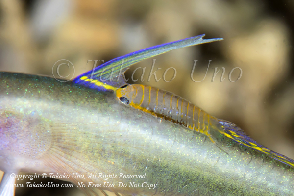 Goby 03tc 2mm sub-adult on Tiny's Dart Goby 4559 Cebu2014