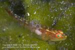 Goby 08tc Cling Goby w Parasite 8786 Raja2012