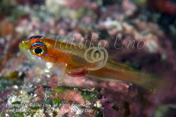 Goby 10tc Trimma w parasite 0447 Lembeh2014