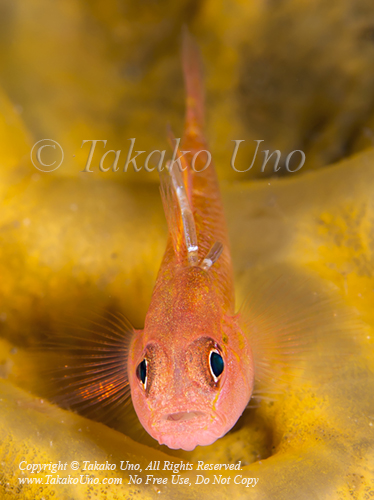 Goby 22tc w Parasite 5868 Komodo2019