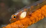 Goby 81tc w Parasite & Shrimp 4822 Lembeh2015