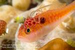 Goby 85tc Side-spot w Parasite 0978 Palau2016