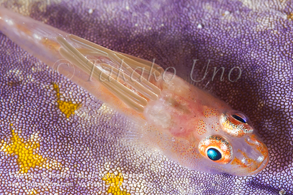 Goby 158tc w Parasite 6213 Komodo2009