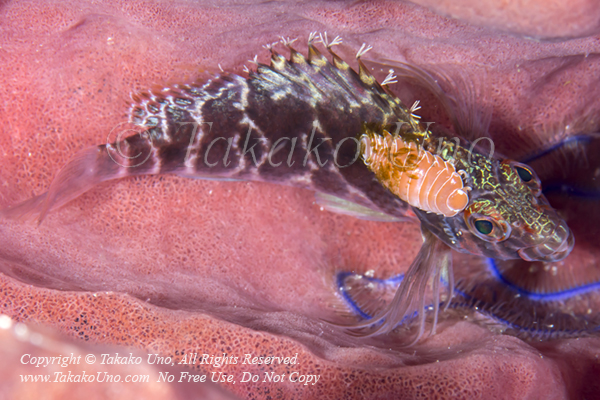 Hawkfish 01tc w Parasitic Isopod 9161 Alor2013