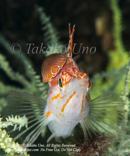 Hawkfish 03tc Longnose & Parasite 0967 Komodo2019