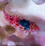 Hawkfish 04tc w Isopod 0832 Alor2013