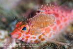 Hawkfish 08t w 3mm & 8mm Isopod 0023 Komodo2007