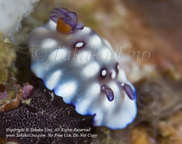 Nudi 20tc1 w Paradise 1349 Lembeh2009