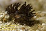 Phestilla melanobrachia Nudi 15tc black morph 3309