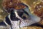 Pufferfish 01tc with Parasiticc Copepods, Lembeh2005