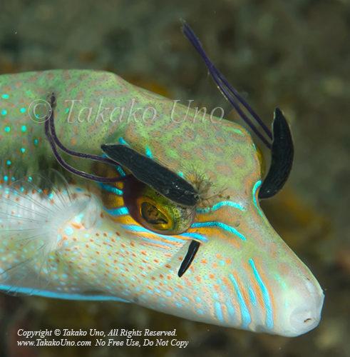 Pufferfish 07tc w Parasite 1340 Alor2016