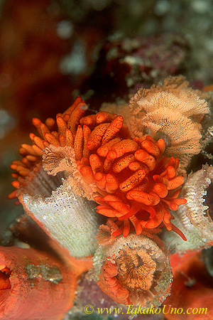 Phestilla melanobrachia with eggs 02 45mm Tl