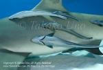 Remora 04t on Lemon Shark 6305 Bahamas2008