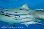 Remora 05t on Lemon Shark 6402 Bahamas2008