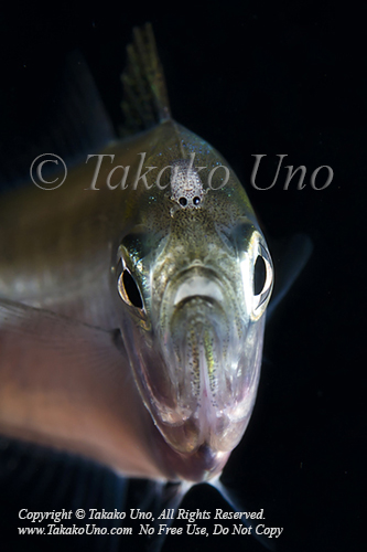 Scad 08tc w Parasite 3913 Lembeh2017