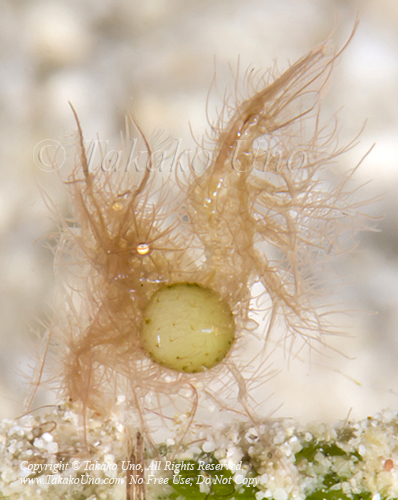 Shrimp 81tc Hairy Shrimp w Parasite 4155 Cebu2014jpg