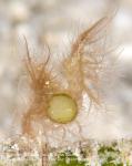 Shrimp 81tc Hairy Shrimp w Parasite 4155 Cebu2014jpg