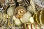 Crinoid Parasitic Snail egg 4283 Cebu2014