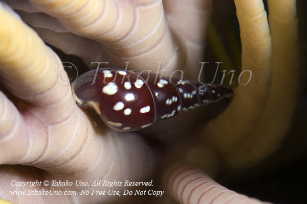 Parasitic Snail 7701 Tulamben2008