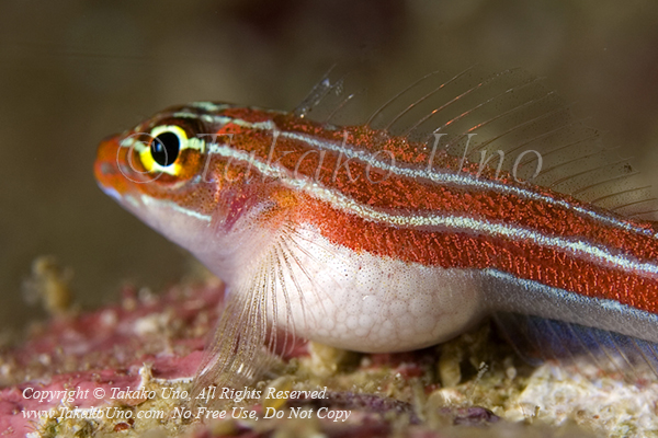 Triplefin 06tc w Parasite 4706 Burma2008