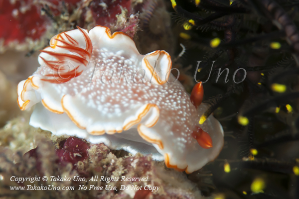 Glossodoris poliahu 1569 Burma2010