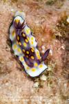 Chromodoris sp or C annulata hybrid 1899 Burma2010