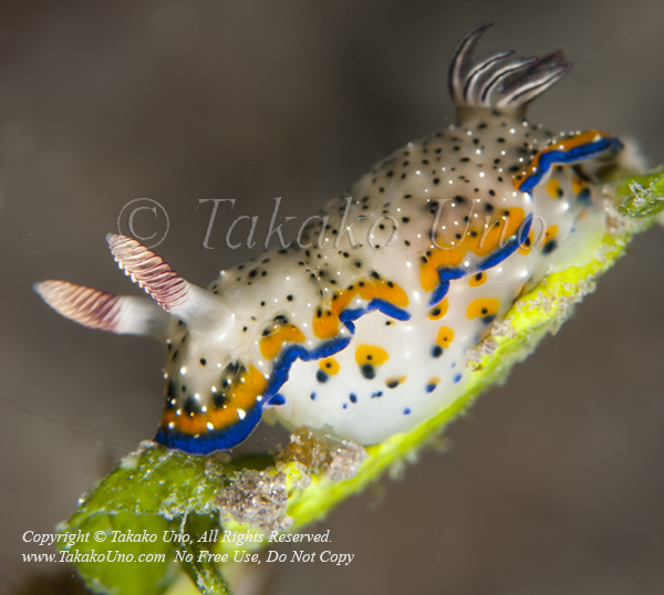 Chromodoris sp 4091 Semporna2009