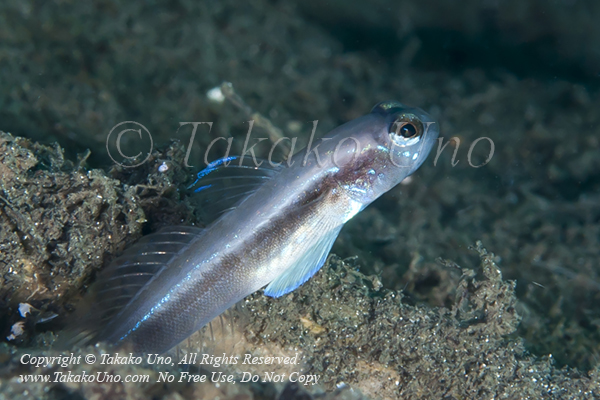 Goby 251tc Blue Shrimp 8260 TasikRia2010