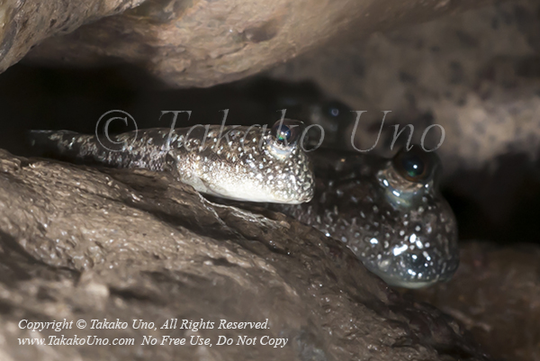 Goby 254tc Mud Skipper 8650 TasikRia2010