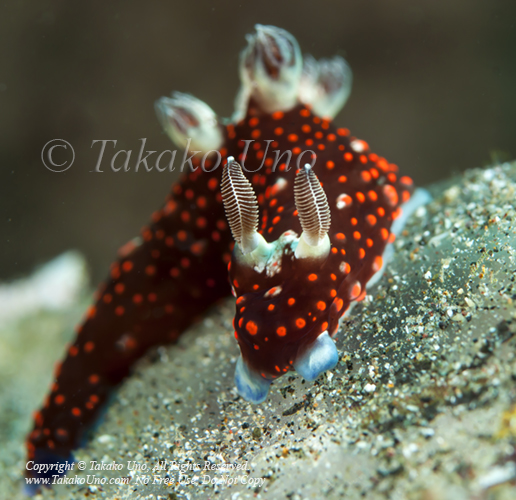 Nembrotha sp 5713 Manado2010