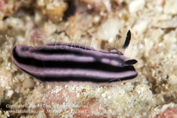 Phyllidiella rosans 3026 Maldives2010