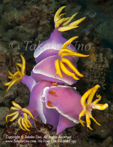 Hypselodoris apolegma 7693 Manado2010