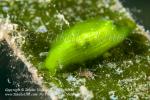 Sea Hare, Phyllaplysia sp 7922 Manado2010