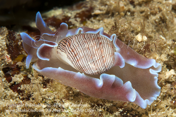 Bubble Shell, Hydatina physis 0163 GreenIs2010